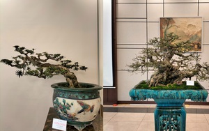 Cực phẩm cây cảnh bonsai hội tụ 4 tiêu chí &quot;Cổ, kỳ, mỹ, văn&quot;, hệ chơi cây nức nở &quot;đẹp hết nước chấm&quot;