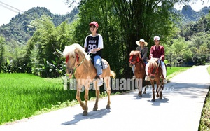Ở nơi này, nuôi ngựa hàng đàn cho khách thuê cưỡi đi chơi, nông dân Tuyên Quang kiếm bộn tiền