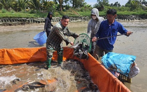 Đà Nẵng: Nông dân thu lãi hàng trăm triệu đồng mỗi năm nhờ nuôi loài cá háu ăn