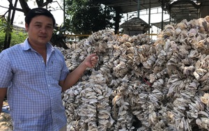 Vỏ hàu xưa vứt đi, nay bất ngờ trở thành &quot;hàng quý giá&quot; cho nghề nuôi trồng thủy sản ở Khánh Hòa
