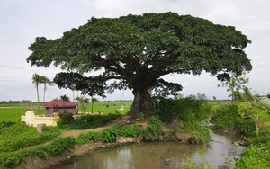 "Báu vật nghìn năm" có tên cây âm - dương đứng sừng sững ở đầu làng ngoại thành Hà Nội