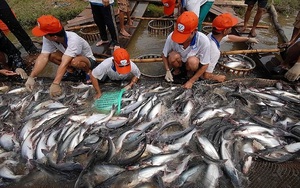 Rộng mở cơ hội hồi sinh cho doanh nghiệp cá tra 