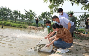 Huyện Quốc Oai (Hà Nội) hỗ trợ 45.000 con cá chép giống cho nông dân thực hiện mô hình lúa - cá