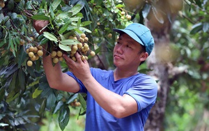 Nhật Bản chi 872 triệu USD mua nhiều nông sản của Việt Nam, sắp mở cửa cho một loại trái cây 