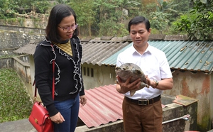 Nuôi ba ba lớn đến đâu, bán hết đến đó, nông dân rủ nhau thành lập HTX Chăn nuôi ba ba gai Yên Bái 