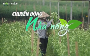 Chuyển động Nhà nông 10/5: Hoa Việt Nam bắt đầu có chỗ đứng ở thị trường Nhật Bản