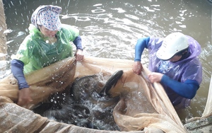 Trên nuôi con dày mỡ, dưới nước nuôi con ít mỡ, chị nông dân Thái Nguyên thu tiền tỷ