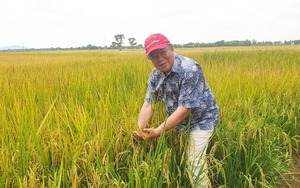 Giáo sư Võ Tòng Xuân - người đóng vai trò quan trọng giúp Việt Nam là cường quốc xuất khẩu gạo hàng đầu thế giới - Ảnh 6.