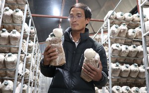 Thạc sĩ sinh học thôi làm viện nghiên cứu về trồng nấm lạ ở Đà Lạt, bán gần 200 ngàn/kg vẫn nhiều người ham mua