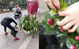 &quot;Cười ra nước mắt&quot; với những &quot;thảm họa&quot; mua cây cảnh ... về đến nhà mới phát hiện sự thật &quot;đau lòng&quot;