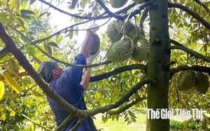 Nông dân Đồng Nai tranh thủ giá cao đầu vụ để thu hoạch sầu riêng chín sớm