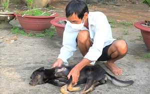 Nạn trộm chó hoành hành, sểnh ra là mất, nông dân ở nơi này của Cà Mau bất an, làng xóm bất ổn