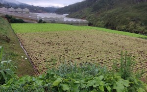 Hơn 130.000 cây rau xà lách cô rôn nghi bị &quot;đầu độc&quot; bằng thuốc cỏ ở Lâm Đồng, chủ vườn xót xa