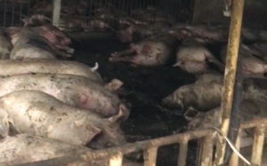 Sét đánh chết 229 con lợn ở Thái Bình: Chủ trang trại đang nợ tiền tỷ, bây giờ... "nợ chồng nợ"