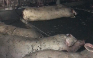 Sét đánh chết 229 con lợn ở Thái Bình: Nông dân có được hỗ trợ không?