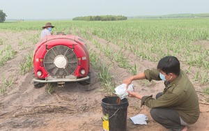 Phân bón giả làm nông dân khốn đốn, xử phạt nhưng thứ phân rởm này vẫn &quot;chui&quot; ra thị trường