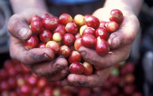 Giá nông sản hôm nay 13/5: Tiêu tiếp tục rớt giá, cao nhất đạt 76.500 đồng/kg; Cà phê giảm nhẹ ở 2 sàn lớn
