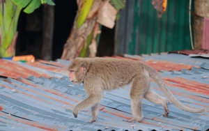 Một con khỉ cổ đeo vòng &quot;thoắt ẩn thoắt hiện&quot; ở thành phố Cao Lãnh của Đồng Tháp