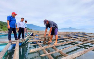 Chủ tịch Hội Nông dân tỉnh Thừa Thiên Huế thăm mô hình nuôi cá thu lãi tiền tỷ mỗi năm 