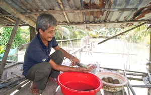 Loài cá nào ví như nhân sâm nước, nông dân An Giang đào ao nuôi có thời điểm hút hàng không đủ bán?