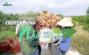 Chuyển động Nhà nông 16/5: Hơn 100 thương nhân Trung Quốc sẽ đến Bắc Giang thu mua vải thiều