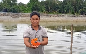 Nuôi “cá triệu đô” trong "vũng phèn chua", anh nông dân Sài Gòn thu nửa tỷ/năm