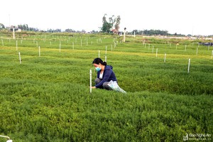 Loài rau dại trước đây chả ai để ý, giờ thành rau đặc sản, bán chơi chơi cũng thu hàng trăm triệu đồng/ha