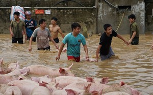 Chuyên gia khuyến cáo 3 bước cần thiết để bảo vệ đàn vật nuôi trước mùa mưa bão