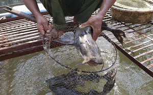 Nuôi cá quý hiếm thành hàng đặc sản trên sông Lô, nông dân Tuyên Quang bán 500.000-600.000 đồng/kg