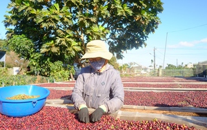 Trung Quốc tăng tốc mua cà phê của Việt Nam, loại cà phê nào người Trung Quốc thích nhất?