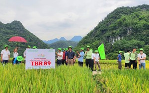 Hai giống lúa mới của ThaiBinh Seed có gì hay mà nông dân Thanh Hóa mê tít?