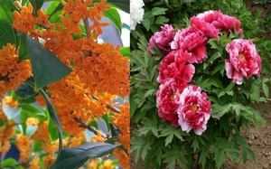 3 loại hoa phú quý có thể sống lâu trăm năm, cây non vô giá trị, cây già đáng giá cả tỷ