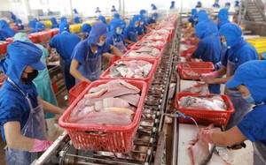 Trung Quốc đột nhiên tăng tốc thu mua, giá bán một loài cá của Việt Nam tăng tới 74%