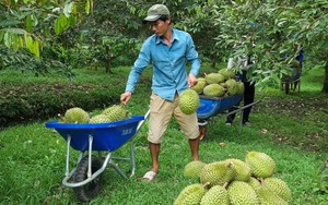 Ở Huế mùa này trên trời nóng dưới mít chín, mít mật múi to bự, cắn ngập chân răng, tứa mật ngọt - Ảnh 4.