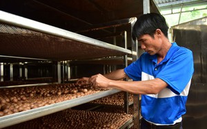 Kỳ công trồng cây ra trái ví như &quot;nữ hoàng quả khô&quot;, bán sang Tây, doanh nghiệp, nông dân Lâm Đồng đều có lời