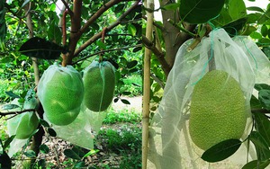 Giá mít Thái hôm nay 21/5: Vì sao nên loại bỏ trái mít ra từ thân, chỉ chừa lại trái mít ra từ nhánh cái?