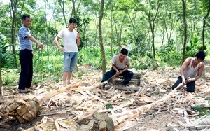 Cả làng ở Tuyên Quang miệt mài trồng thứ cây gì mà thiên hạ cứ đồn là có &quot;kho báu lộ thiên&quot; hàng chục tỷ?