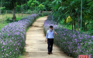 Con đường hoa nông thôn mới ở miền núi Thanh Hóa, ai đi qua ngỡ như lối dẫn vào miền cổ tích