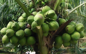 Dừa tươi uống nước tăng giá cao nhất từ trước tới nay, nông dân trồng dừa Tiền Giang lãi hàng trăm triệu