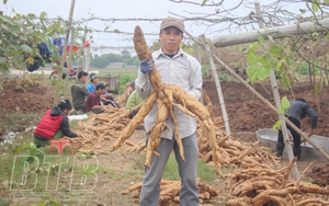 Ở nơi này của Thái Bình, nông dân rủ nhau ra đồng, cuốc các ụ đất bất ngờ lộ ra thứ củ mọc từng chùm