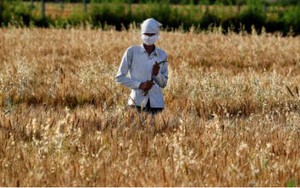 Ấn Độ cấm xuất khẩu lúa mì, Mỹ - châu Âu lo lắng