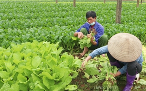 Nông dân Hà Nội tăng thu nhập nhờ Quỹ Hỗ trợ nông dân giúp vay vốn đầu tư trồng rau sạch