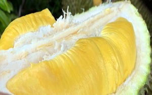 Vì sao sầu riêng Musang King trồng ở miền Tây giá bán từ 300.000-400.000 đồng/kg khiến cư dân mạng xôn xao?