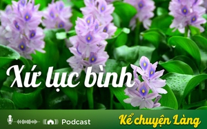 Kể chuyện Podcast: Xứ lục bình