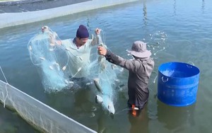 Cho ốc đặc sản ưa mặn "chung nhà" với cá dìa, cá măng ở Quảng Ngãi, vớt ốc, kéo cá lên bán thu tiền tỷ