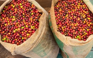 Giá nông sản hôm nay 28/5: Tiêu tăng 1.000 đồng/kg sau chuỗi ngày lao dốc; cà phê biến động trái chiều