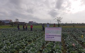 Quảng Ngãi: Nông dân trồng bắp cải theo hướng an toàn sinh học cho hiệu quả kinh tế cao