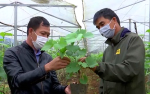 Video: Trồng theo hướng hữu cơ, nông sản Sơn La vừa tăng sản lượng vừa bán được giá