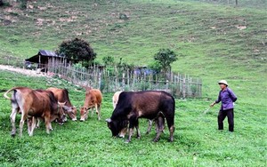 Một huyện của tỉnh Nghệ An có hơn 65.000 dân, nuôi đàn trâu, bò lên tới 50.000 con, nhà nào nuôi nhiều nhà đó giàu