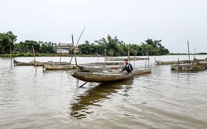 Sáng chế ra lồng thuyền, nông dân Quảng Trị nuôi cá trên sông Ô Giang không lo nước lũ &quot;cướp cá&quot;
